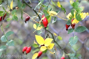 Herbst-Innen-Aussen-6